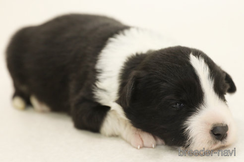 成約済の神奈川県のボーダーコリー-376501の6枚目